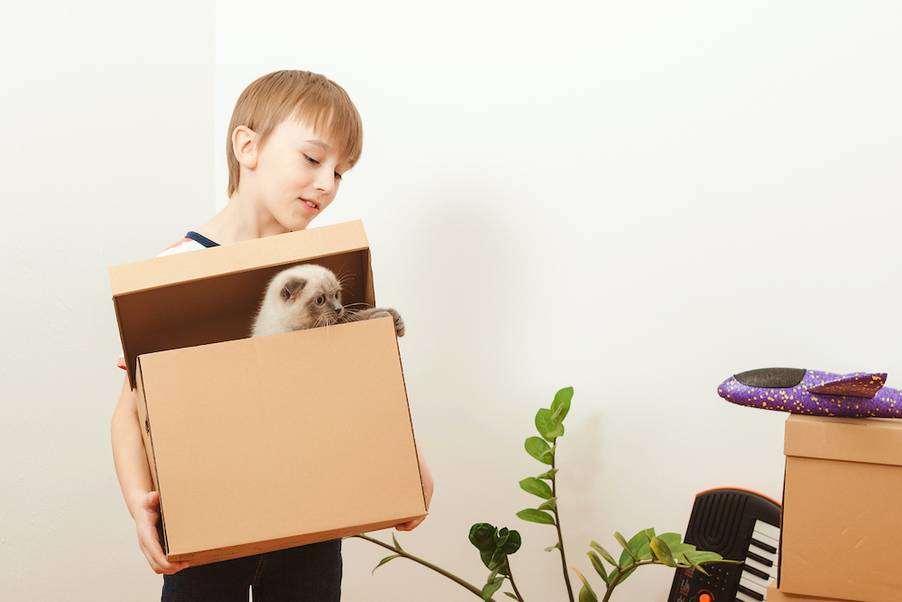 TRASLOCO CON ANIMALI DOMESTICI: VIVILO IN SERENITÀ! 2 consigli su come far vivere al meglio il trasloco al tuo gatto